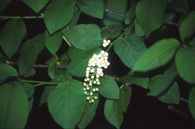 Chokecherry, Common Scientific Name: Prunus