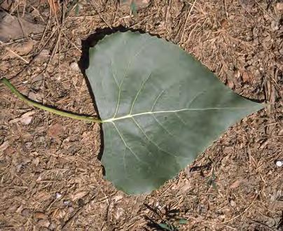Cottonwood, Siouxland Scientific Name: Populus deltoides siouxland Hardiness