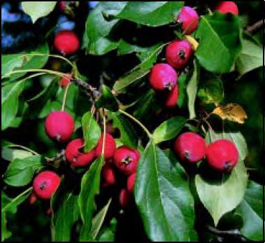 feet Width: 10-15 feet Flower/Fruit: Bright red 1/2 inch fruit Comments: provide fair cover and high quality fruit and
