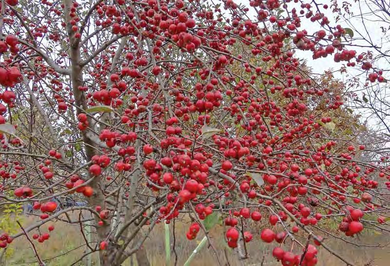 5 red fruit Comments: Cold Tolerant, disease resistant provides high quality fruit and browse for
