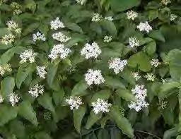 Soil: Loamy- Wet/ Moist Form: Small to medium sized shrub with numerous stems