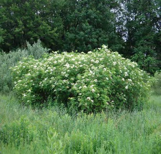 Elderberry, American Scientific Name: Sambucus canadensis Hardiness Zones: 4 to 8 Growth Rate: Fast Site Requirements: partial