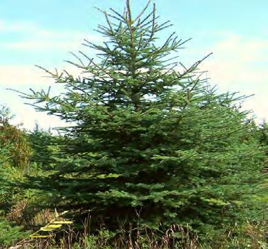 Fir, Balsam Scientific Name: Abies balsamea Hardiness Zones: 3 to 5 Growth Rate: Slow Site Requirements: Full