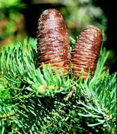 15-25 feet Flower/Fruit: Cones Comments: Great alternative to Colorado spruce,