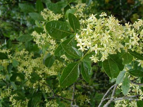 Hop tree Scientific Name: Ptelea trifiliata Other Names: Wafer ash, Common