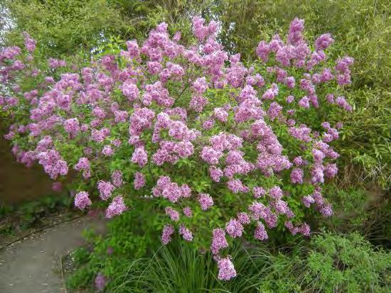 Height: 4-8 feet Width: 4-6 feet Flower/Fruit: Pale lilac flowers on 2 to 3" panicles on previous