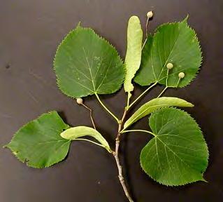 Linden, American Scientific Name: Tilia americana Other Names: American basswood Hardness Zones: 4 to 8 Growth Rate: Fast