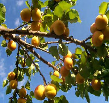 Apricot Scientific Name: Prunus armeniaca Hardiness Zones: 3 Growth Rate: Fast Site Requirements: full sun Soil: fertile
