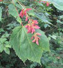 Maple, Mountain Scientific Name: Acer spicatum Other Names: