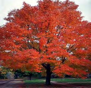 Maple, Red Scientific Name: Acer rubrum Other Names: swamp maple Hardiness