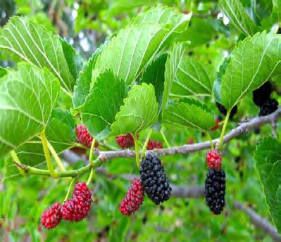 Mulberry, Red Scientific Name: Morus rubra Hardiness Zones: 4 to 8 Growth Rate: Fast Site