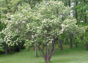September Comments: Shade-tolerant, understory species useful in landscape plantings as shrub borders, taller barriers, hedges, and