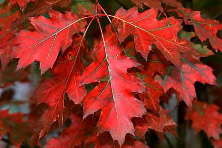 Oak, Northern Red Scientific Name: Quercus Rubra Other Names: Red Oak Hardiness Zones: 3 to 8 Growth Rate: moderate to fast Site