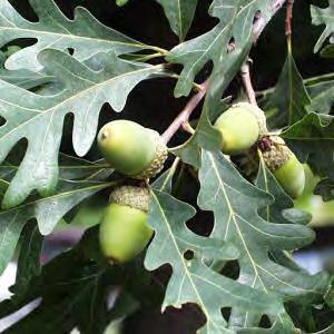 Oak, White Scientific Name: Quercus alba Other Names: Hardiness Zones: 3 to 9 Growth