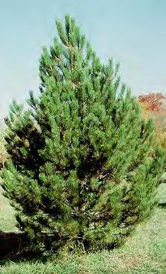 Pine, Austrian Scientific Name: Pinus nigra Other Names: black pine Hardiness Zones: 3