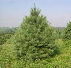Pine, Eastern White Scientific Name: Pinus strobus Other Names: white pine, northern