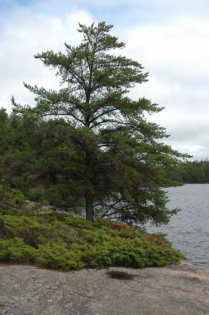 Pine, Jack Scientific Name: Pinus banksiana Other Names: scrub pine, grey pine