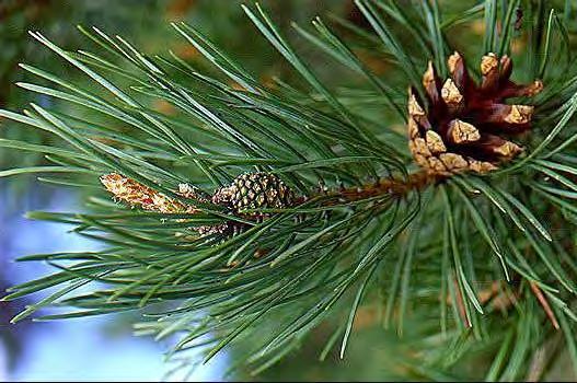 Pine, Scotch Scientific Name: Pinus sylvestris Other Names: Scots pine Hardiness Zones: 3 to 7 Growth Rate: moderate to fast
