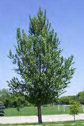Poplar, Hybrid Scientific Name: Populus deltoides x nigra Other names: