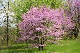 Redbud, Eastern Scientific Name: Cercis canadensis Hardiness
