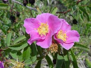 Rose, Wood Scientific Name: Rosa Woodsii Hardiness Zones: 4-6 Growth Rate: Rapid