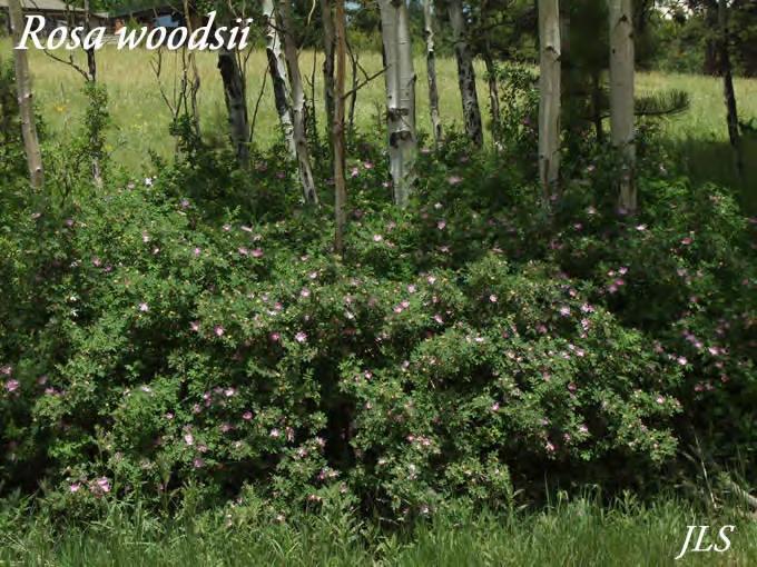 Form: 2 to 5 foot tall shrub, usually forming thickets Height: 3-6 Feet Width: 3-4