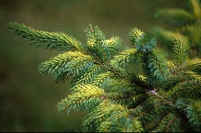 Spruce, Black Hills Scientific Name: Picea glauca (white spruce) var.