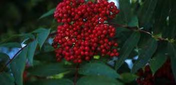 White flowers, bright red to orange red berries in