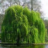 Willow, Weeping Scientific Name: Salix babylonica Hardiness Zones: 4 to 8 Growth