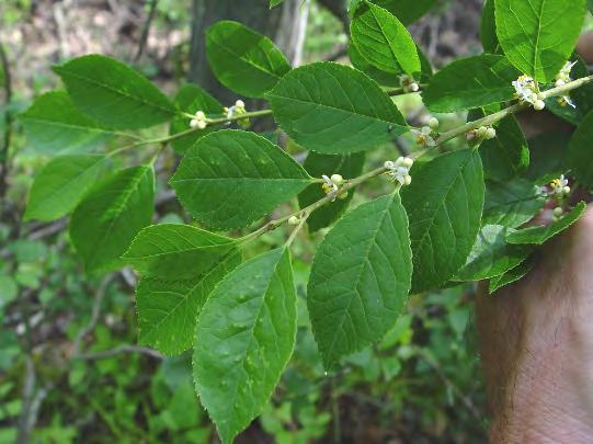 Winterberry Scientific Name: Ilex verticillata Other names: Common winterberry, holly