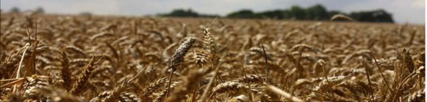 Cereals Cereals Overview The period between the 28 August - 3 September saw the highest rate of cereal crop harvest in a single week for at least 5 years, and included 45% of the wheat area and