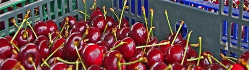 Fruit Cherries The UK produced 978 tonnes of British cherries in 2012 and early estimates suggest over three and a half thousand tonnes could have been harvested this year The cherry industry is