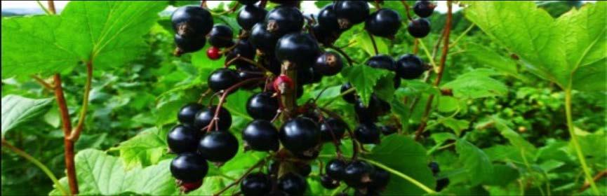Blackcurrants And what about our blackcurrants?