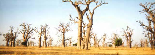 80 LOST CROPS OF AFRICA Well-picked-over baobab forest in Senegal. The leaf of the much beloved baobab is a staple of the savanna lands below the Sahara.