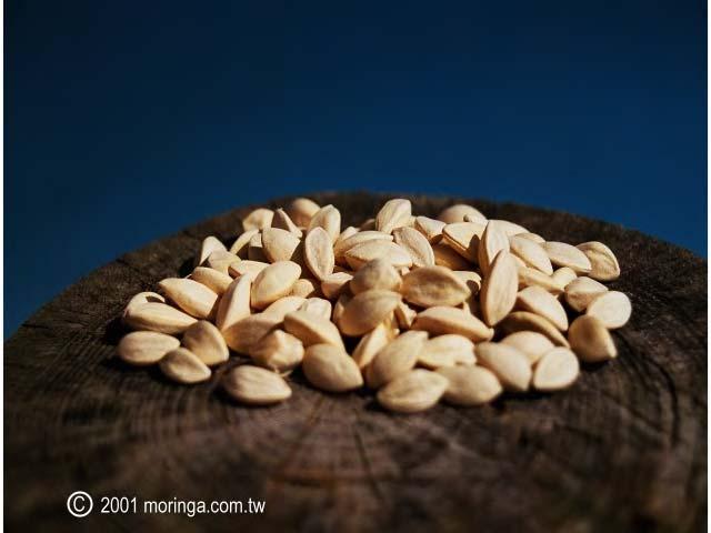 260 LOST CROPS OF AFRICA Moringa produces seed in abundance. Immature seed is relished fresh, boiled, or fried.
