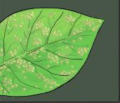 Diseases Fungal diseases Soybean rust: Infected leaves have small tan to dark brown or reddish brown lesions.