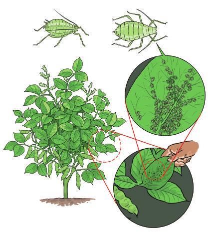 plants. aphids snout beetle white flies To control fungal and bacterial diseases: Plant resistant varieties. Plant in a good seedbed and avoid poorly drained or compacted soils.