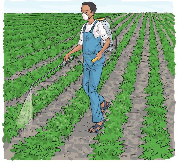 Safe use of chemicals Use only herbicides, pesticides and fungicides that are recommended to soybean to avoid damage to the plant.