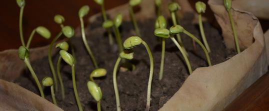 Use only high quality seed for planting. Make sure seed is not more than 12 months old to ensure good germination.