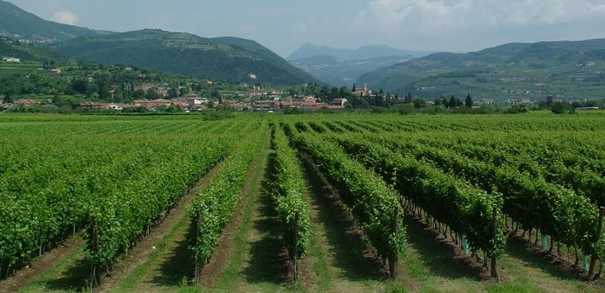 Our Own Vineyards 70% of Italian Producers Buy-in Grapes 30% of Italian Producers Control The
