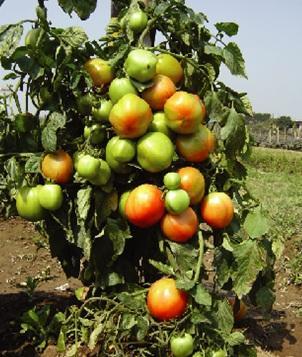 35 lac metric tons with an average yield of fruit about 9.39 t ha -1. Chittagong, Comilla, Sylhet, Jessore, Khulna, Rajshahi and Rangpur are the pioneer district of producing tomato.