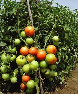 3. BARI Tomato 3 Fruits are often flattened and deep red in color Plants are determinate habit 10-32 fruits