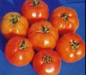 BARI Tomato 6 (Chaiti) Fruits are round and light red in color Ridge present partially on the fruit skin High