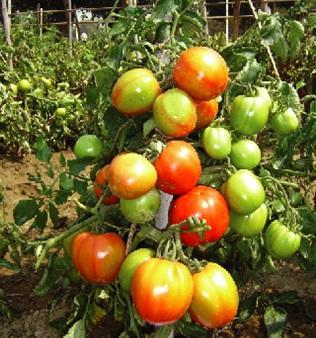 8. BARI Tomato 8 (Shila) Fruits are irregular rounded in shape light red in color Fleshy, skin is tough and highly thick High