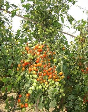 75-80 fruits plant -1 Yield 40-55 t ha -1 Life cycle 90-100 days 11.