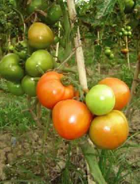 12. BARI Tomato 14 Fruits are large, round and red in color Flesh attractive red in colour Plants