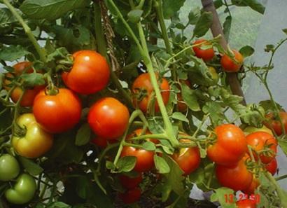 color Very good shelf life 30-35 fruits plant -1 Yield 25-30 t ha -1 Life cycle 85-90 days 15.