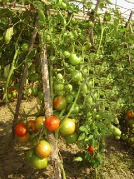 17. BARI Hybrid Tomato 6 Fruits are large, flattened round with attractive red flesh colour Very good shelf
