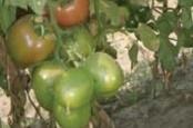 18. BARI Hybrid Tomato 7 Fruits are medium size, round with attractive colour Thick pericarp with high shelf