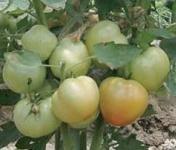 BARI Hybrid Tomato 8 Heat tolerant variety Flattened round fruit shaped Fruit size bigger than other summer